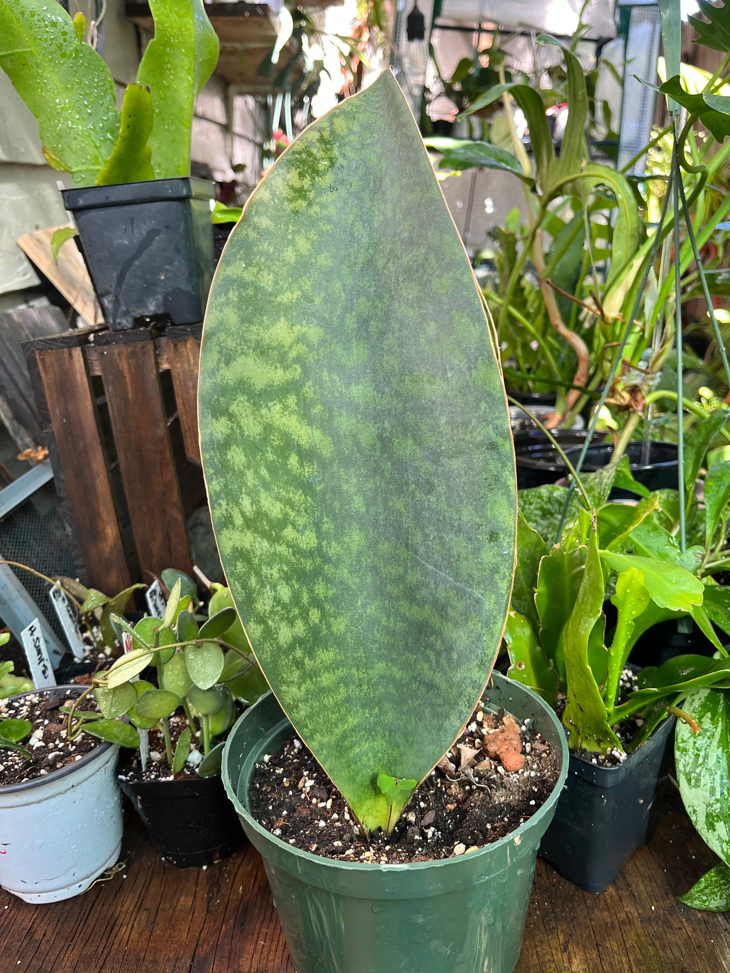 Whale Fin Sansevieria Plant -XL