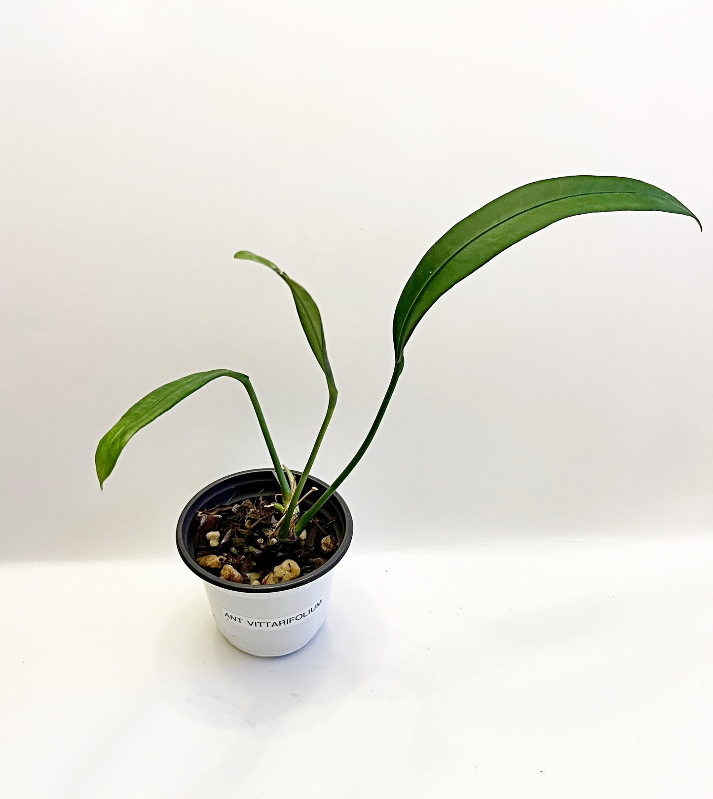 Anthurium Vittarifolium | 4” pot  Exact Plant