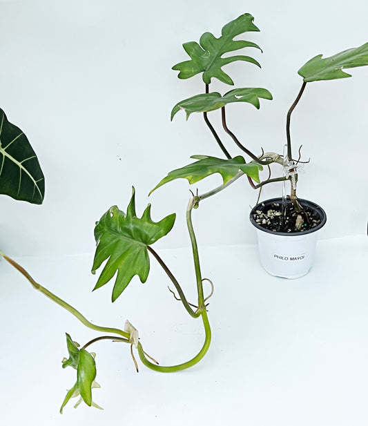 Philodendron Mayoi | 4” Pot| Exact Plant