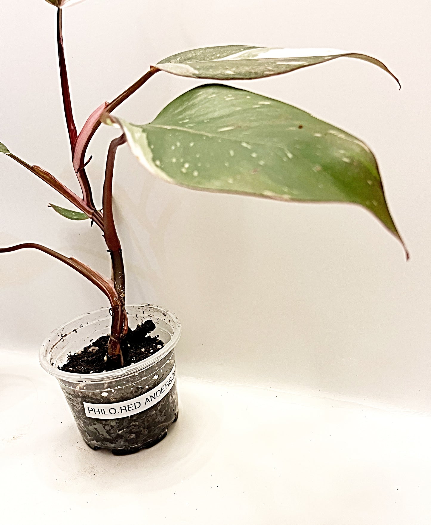 Philodendron Red Anderson  | 4” Pot| Exact Plant