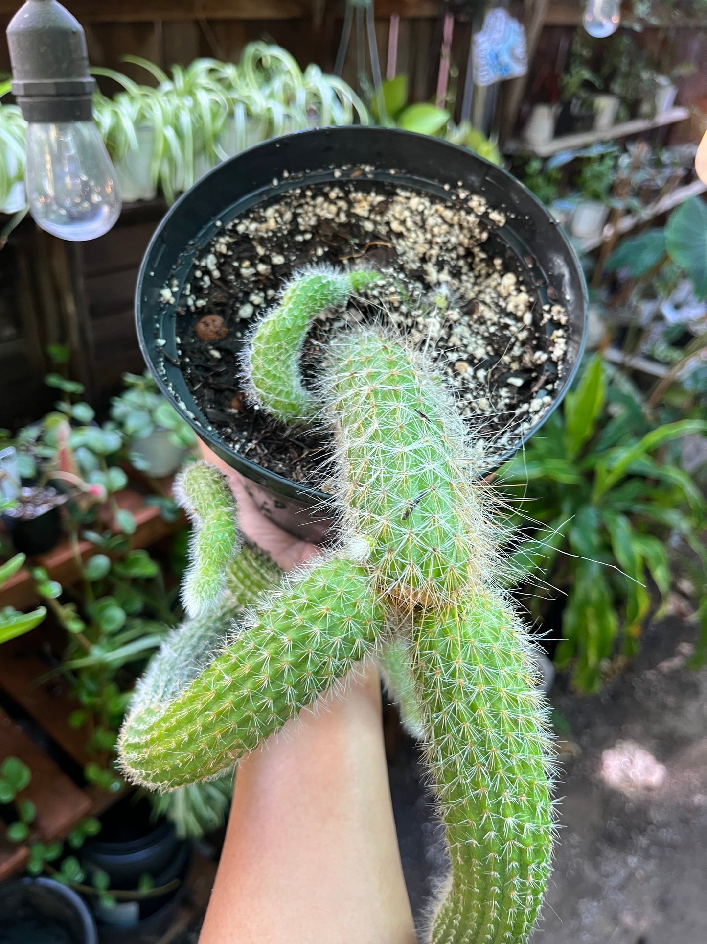 Monkey Tail Cactus - 8” pot