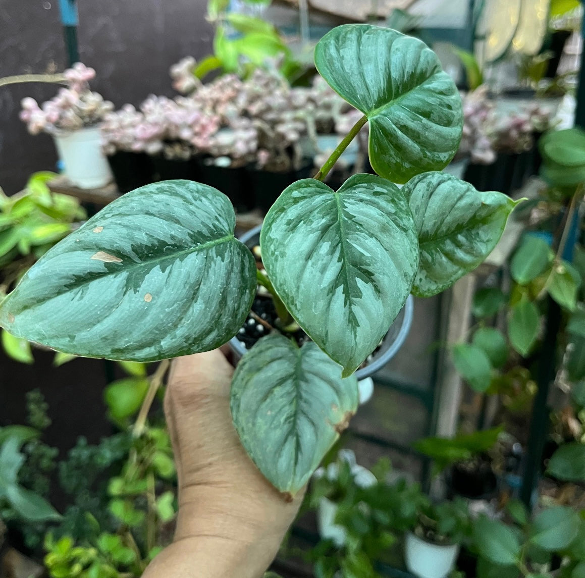 Philodendron Sodiroi- 4” pot