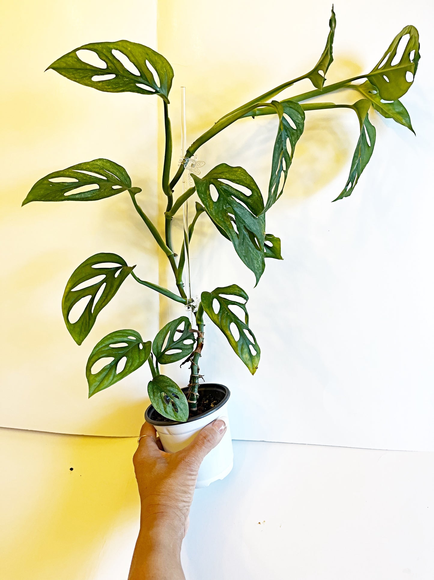 Monstera Adansonii Mint