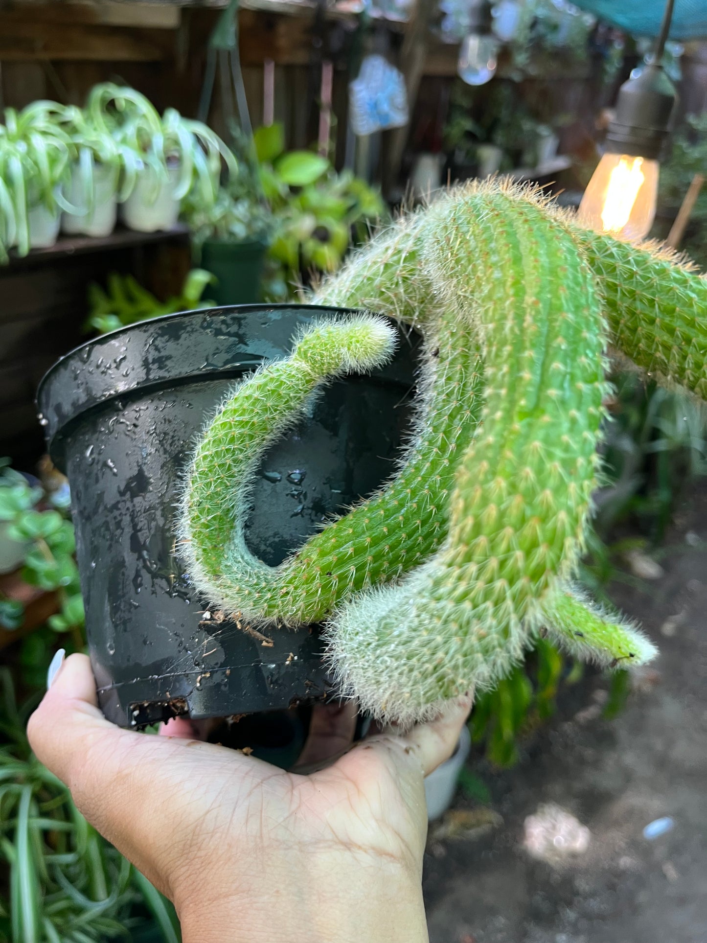 Monkey Tail Cactus - 8” pot