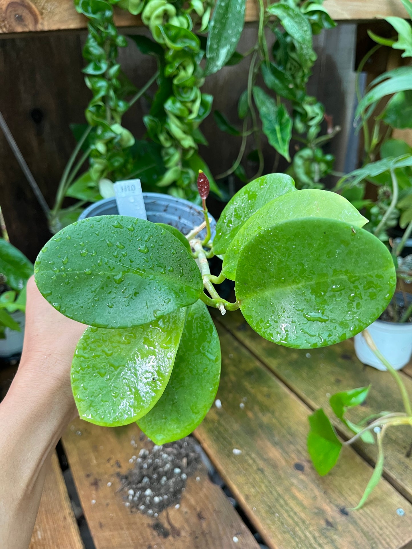 Hoya Pachylada -4” pot