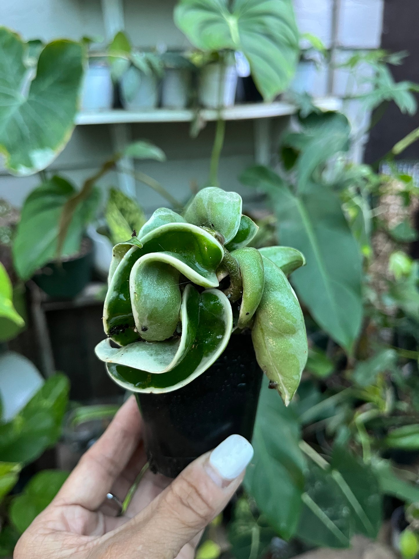 Variegated Hindu Rope Hoya- 4” pot