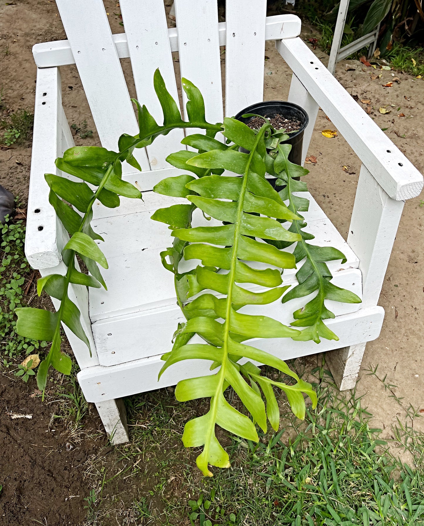 XL Sharktooth Cactus - 26” L| Selenicereus chrysocardium Fern Leaf |  8” pot | Exact Plant