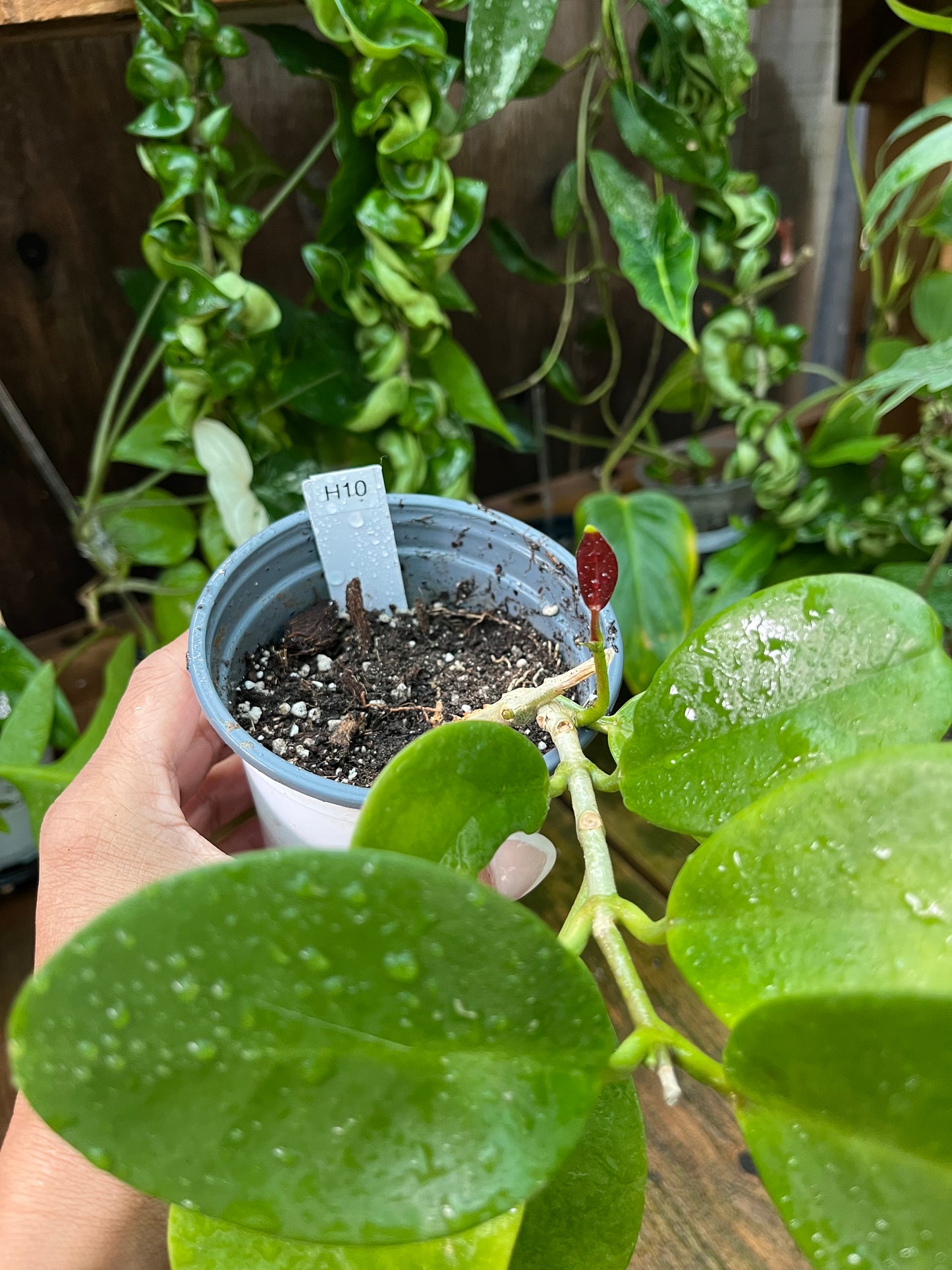 Hoya Pachylada -4” pot