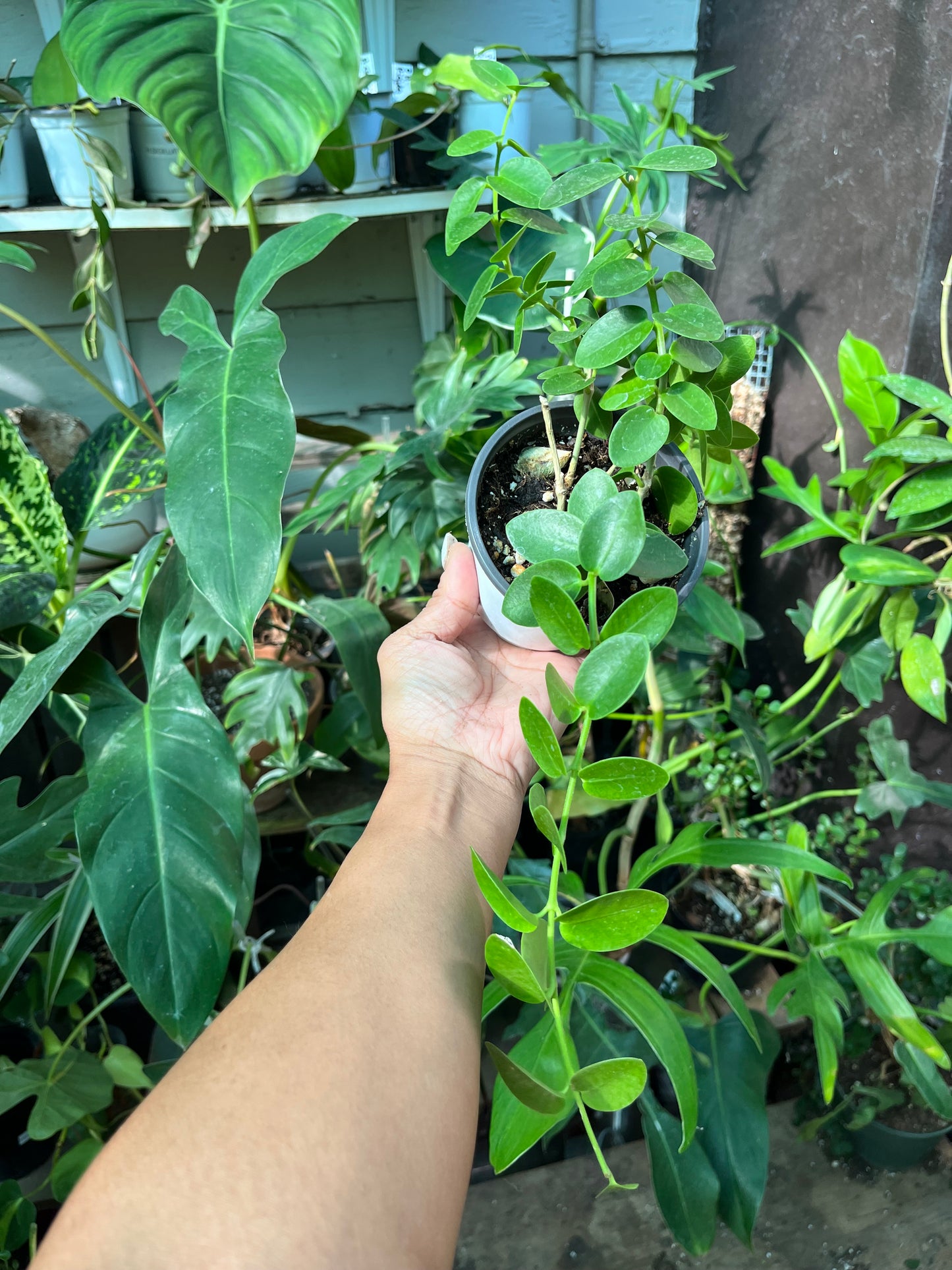 Hoya Cumingiana- 4” pot