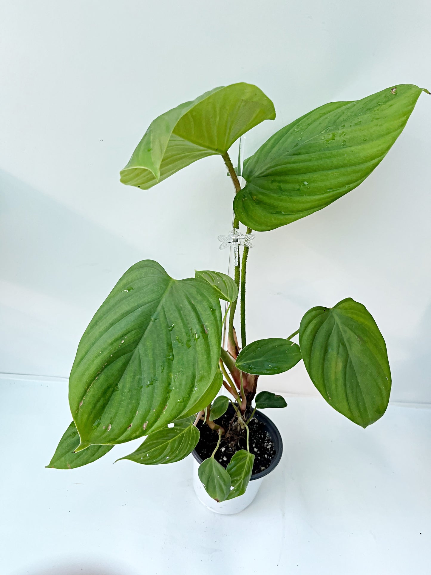 Philodendron Fuzzy Petiole | 4” Pot| Exact Plant