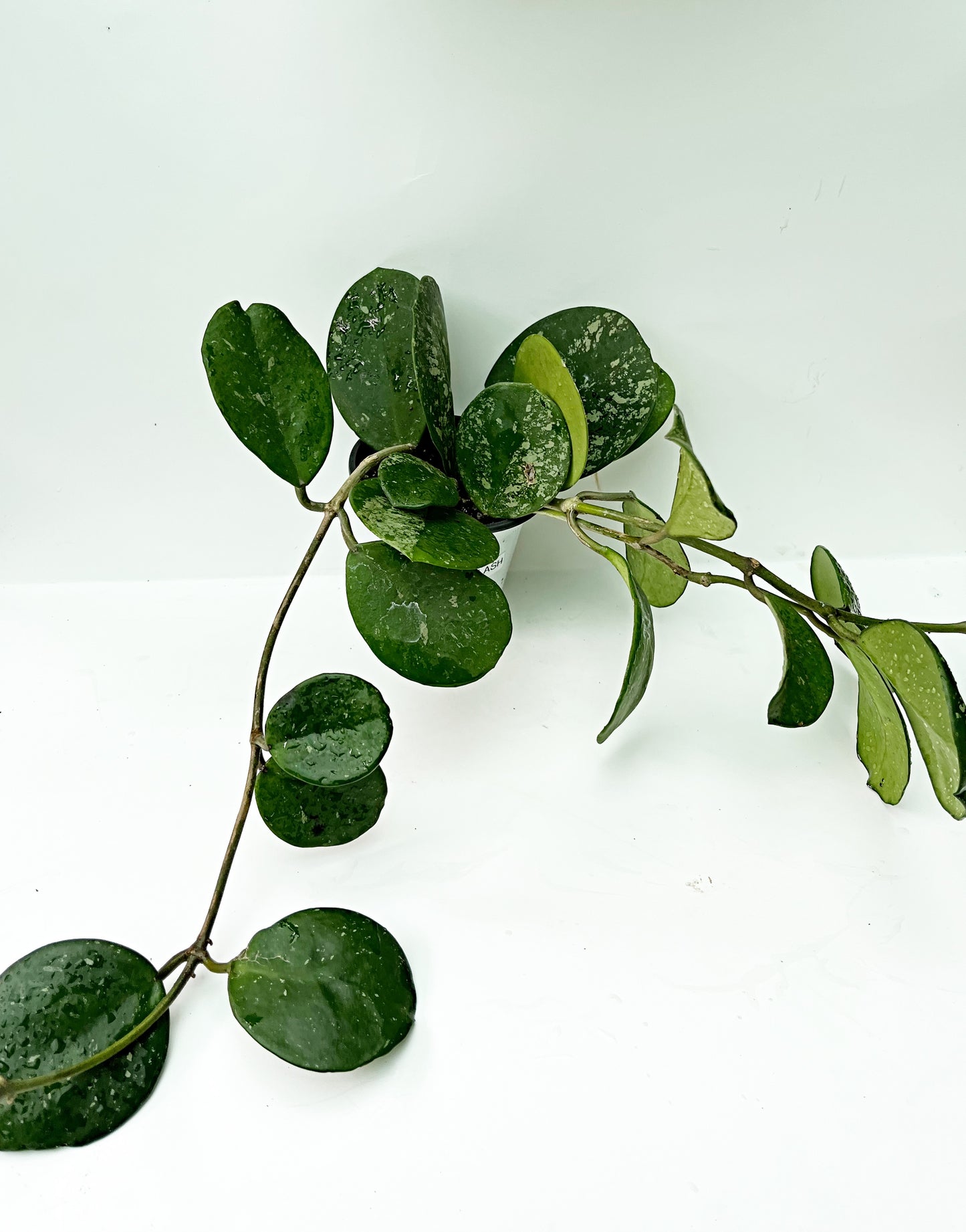 Hoya Obovata SPLASH| 4” pot |Rare | Exact Plant