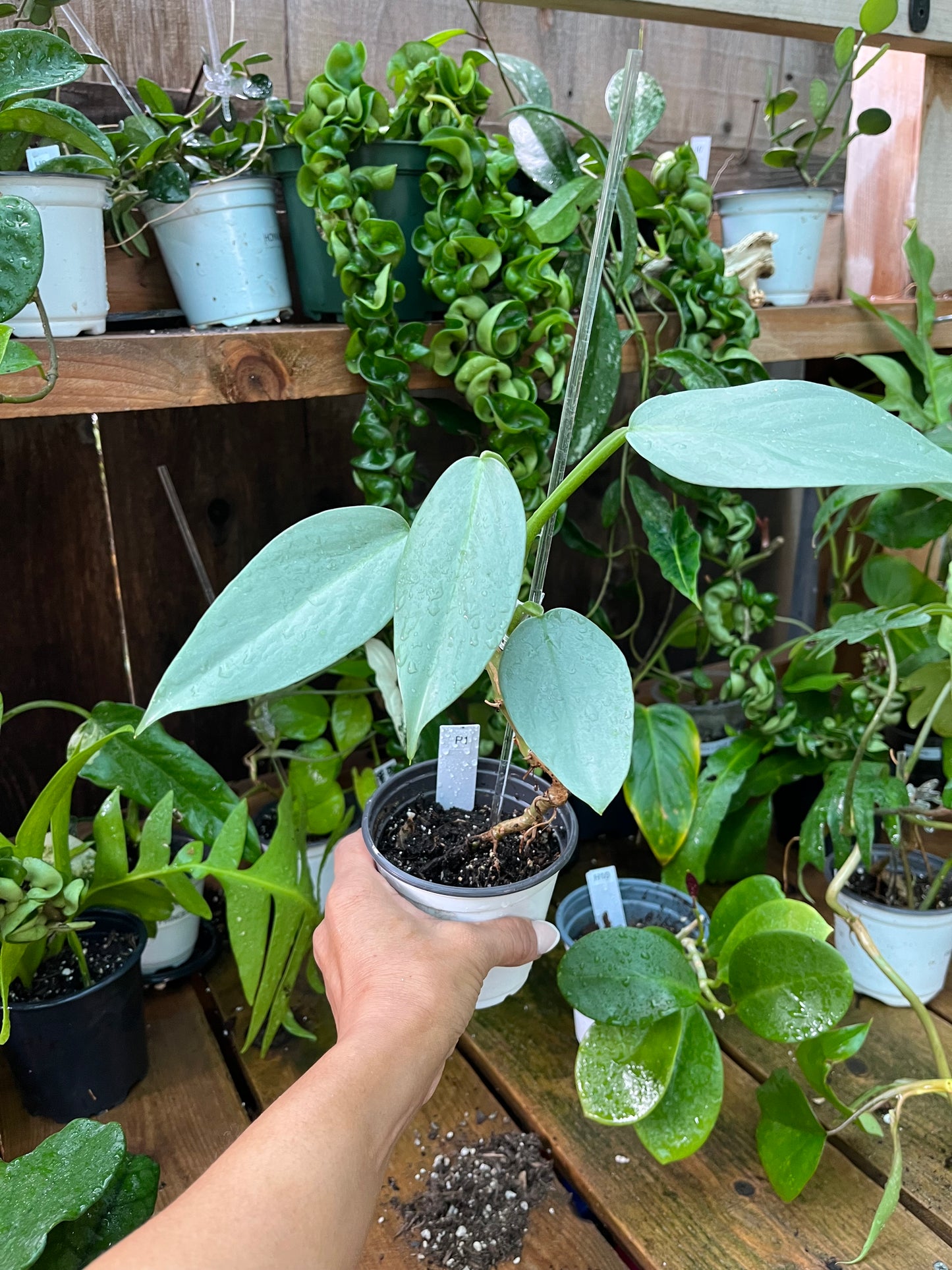 Philodendron Silver Sword - 4” pot