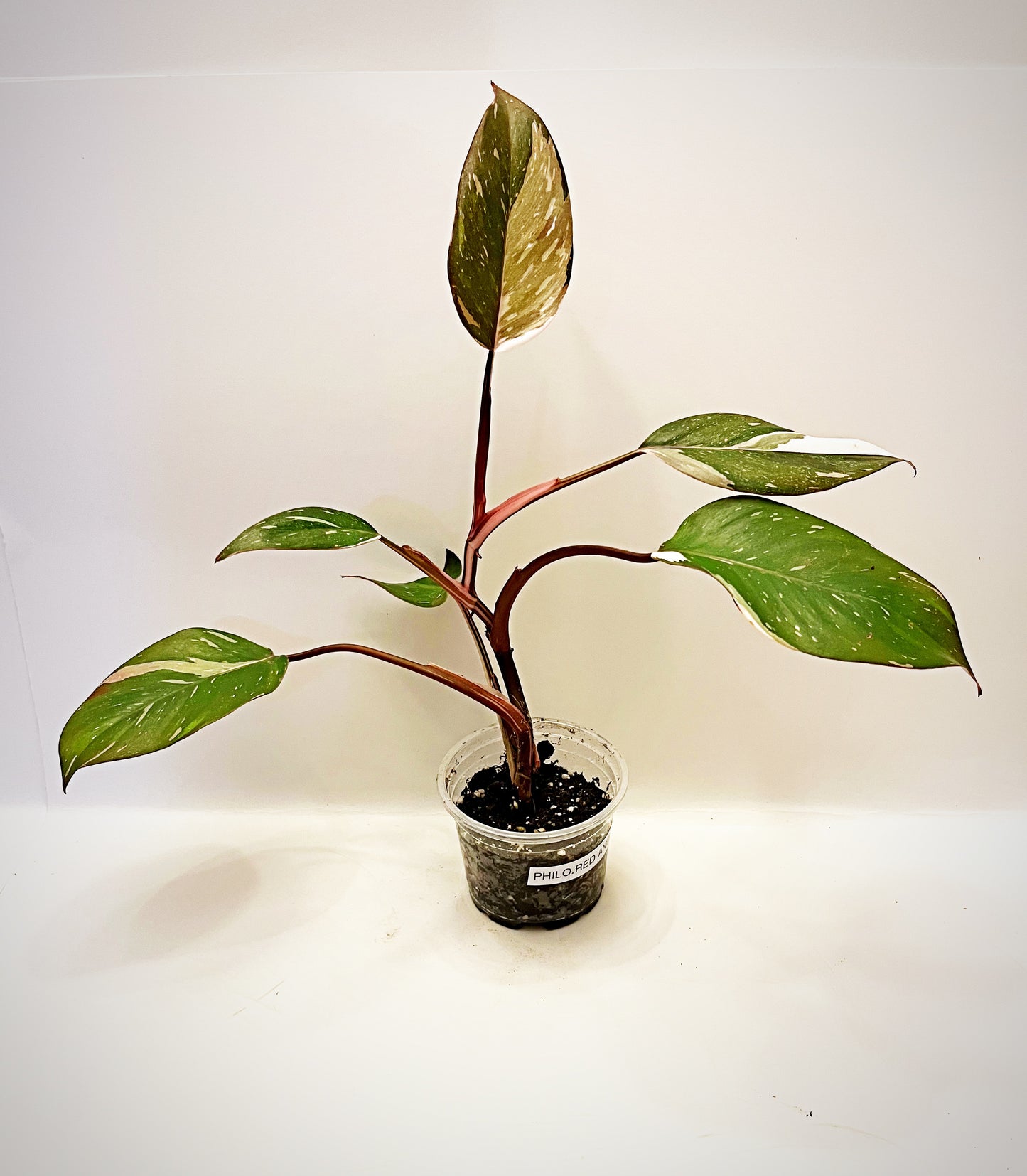 Philodendron Red Anderson  | 4” Pot| Exact Plant