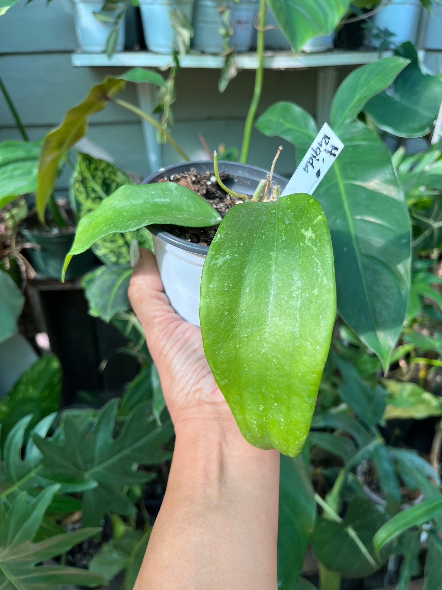 Hoya Rigida - 4” pot