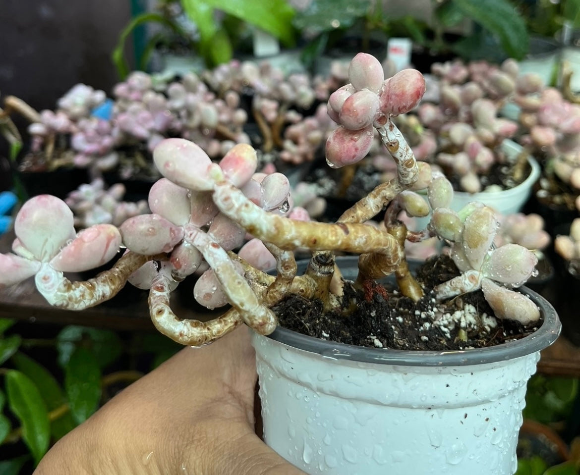 ** Pink Moonstone Succulents - 4” pot