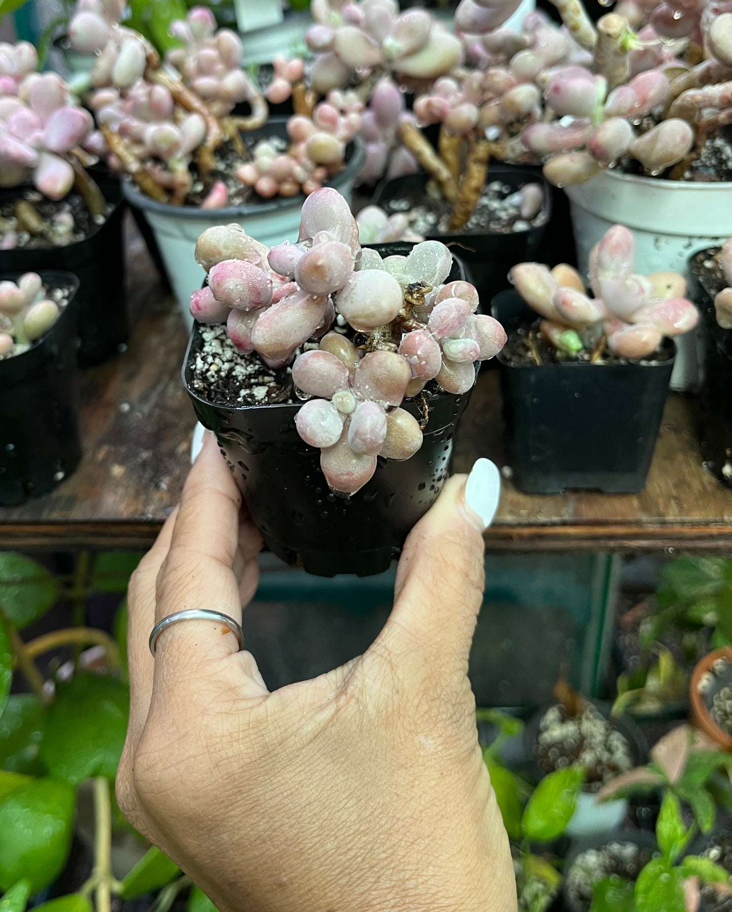 ** Pink Moonstone Succulents