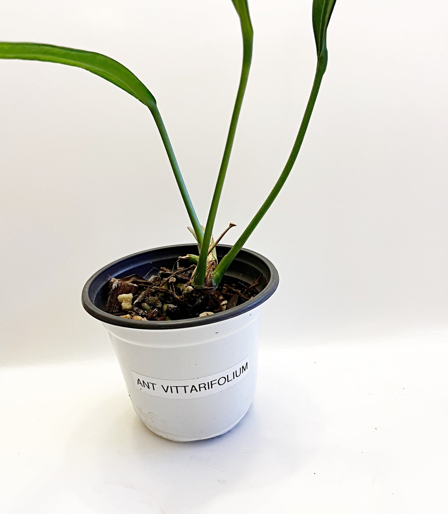 Anthurium Vittarifolium | 4” pot  Exact Plant