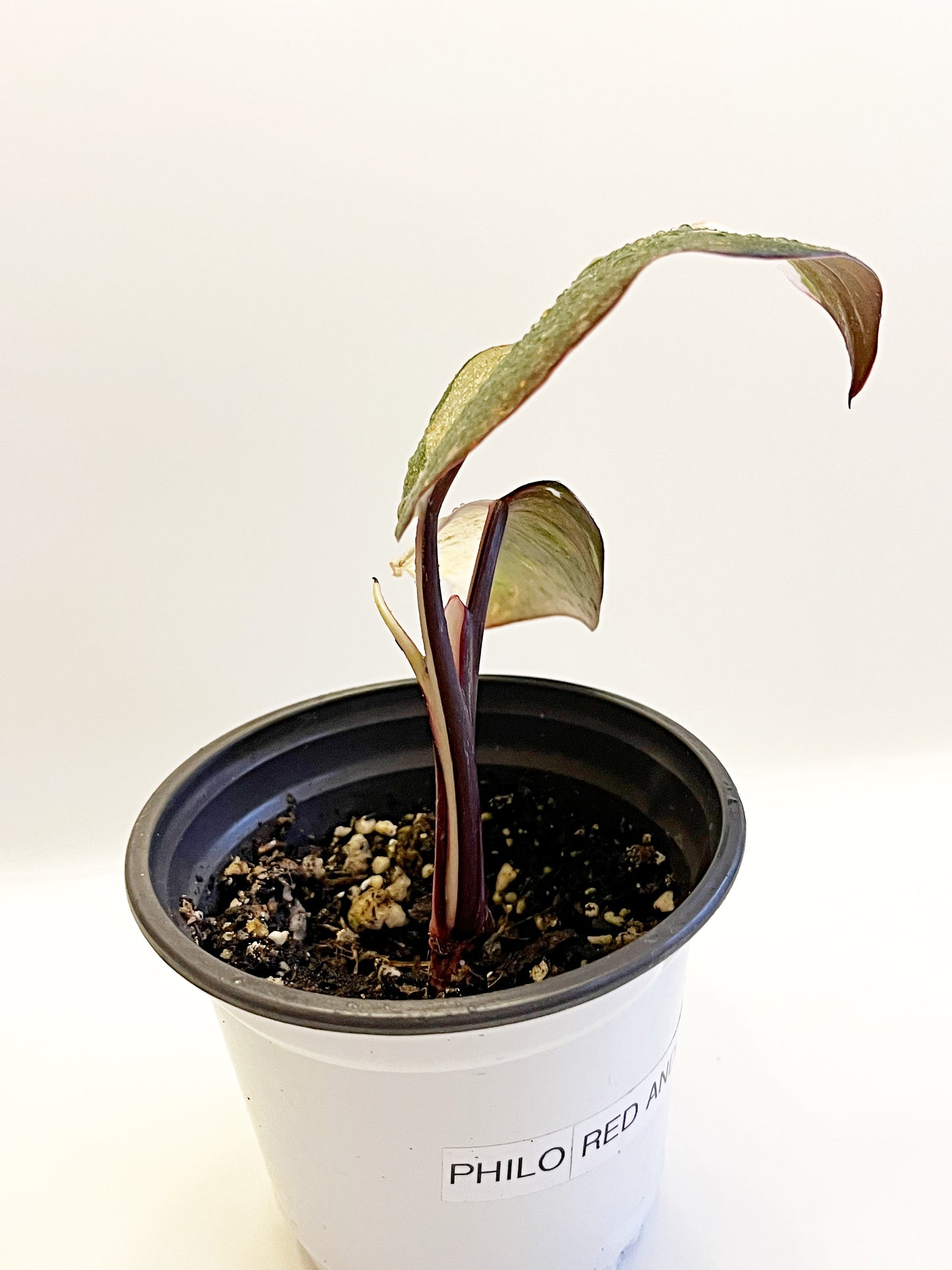 Philodendron Red Anderson  | 4” Pot| Exact Plant