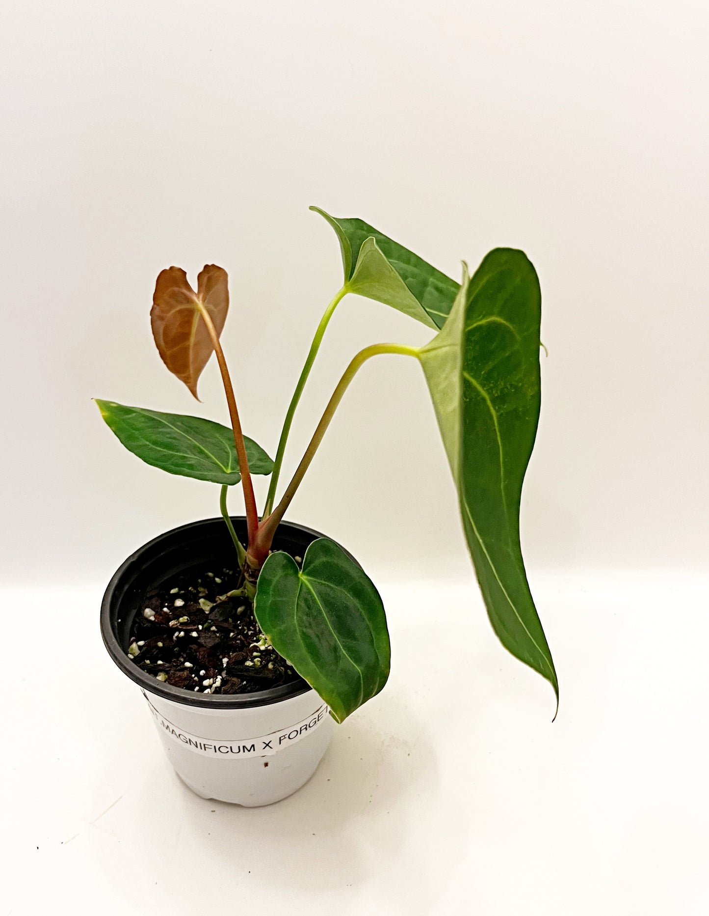 Anthurium Magnificum X Forgetii| 4” pot  | Exact Plant