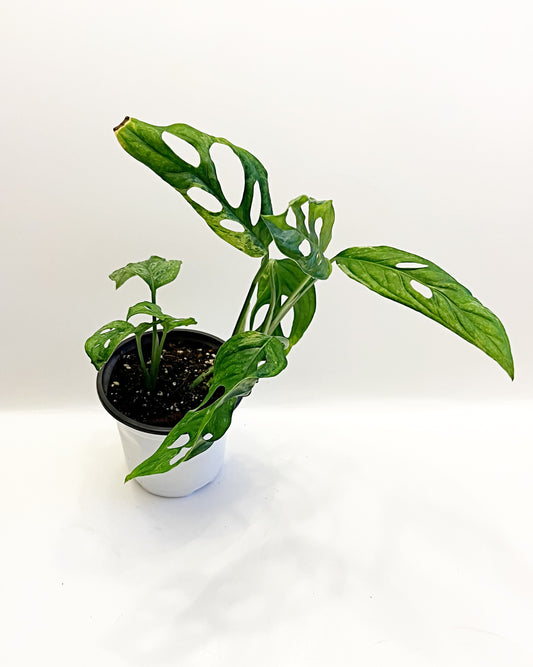 Monstera Adansonii Mint- 2  Plants |  Rooted |Exact Plant