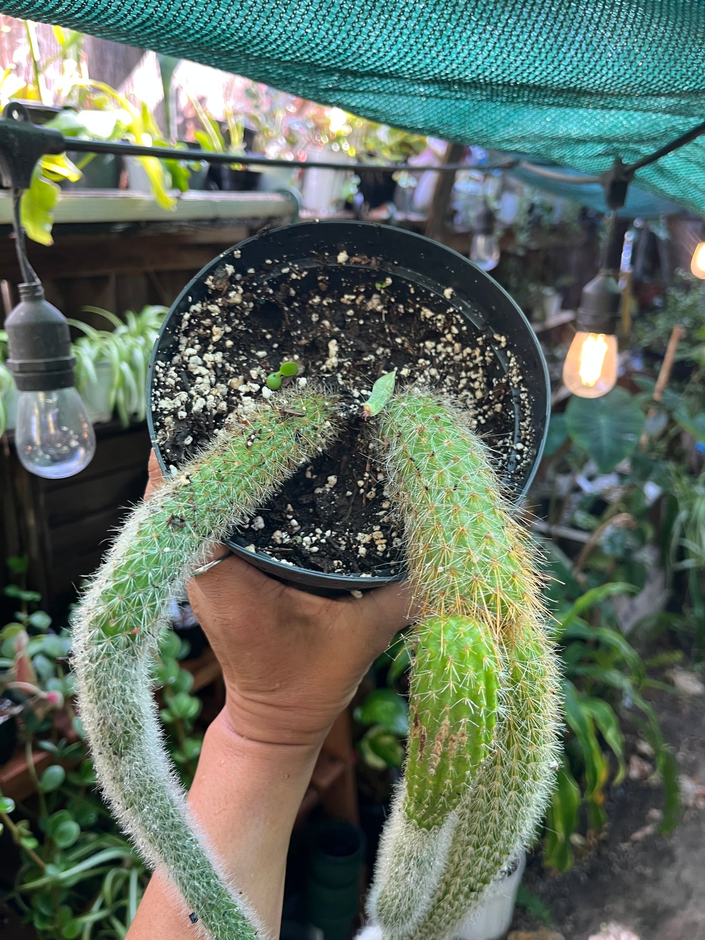 Monkey Tail Cactus - 8” pot