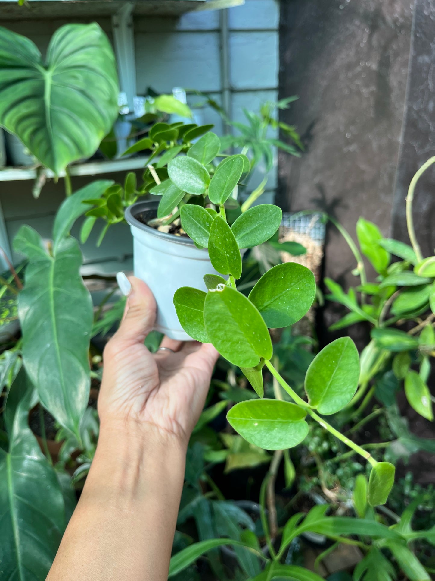 Hoya Cumingiana- 4” pot