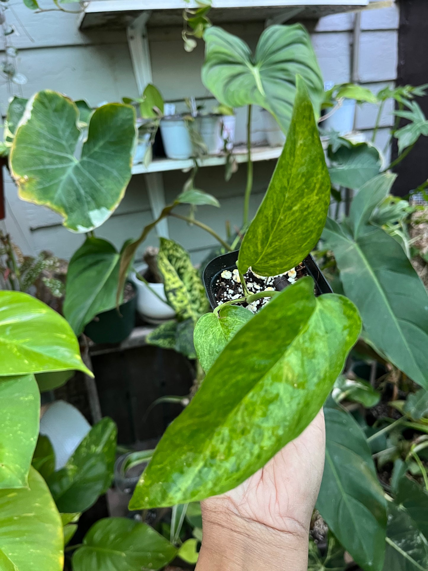 Epipremnum Pinnatum Mint • 4” pot