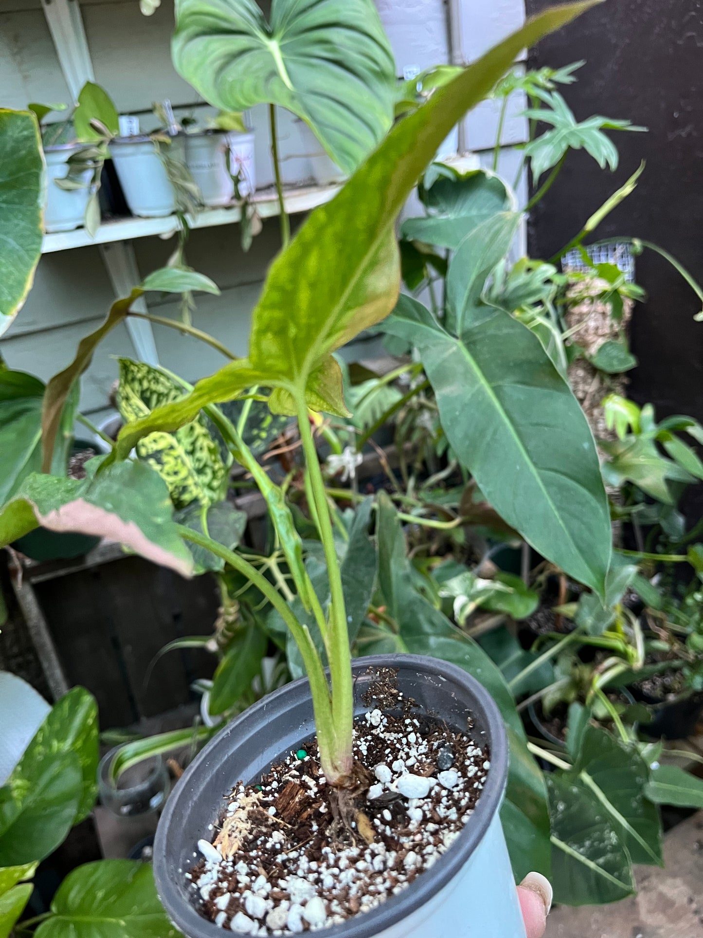 Syngonium Tri-Color • 4” pot