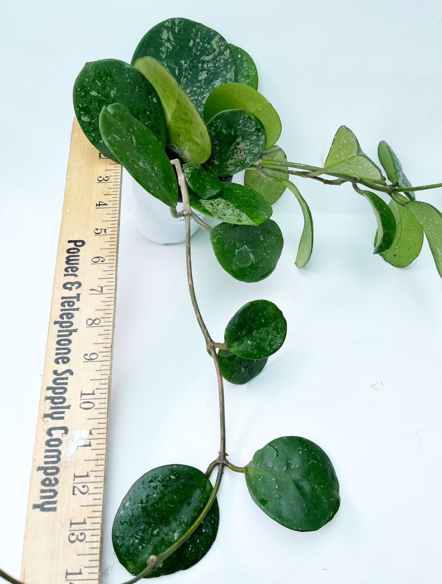 Hoya Obovata SPLASH| 4” pot |Rare | Exact Plant