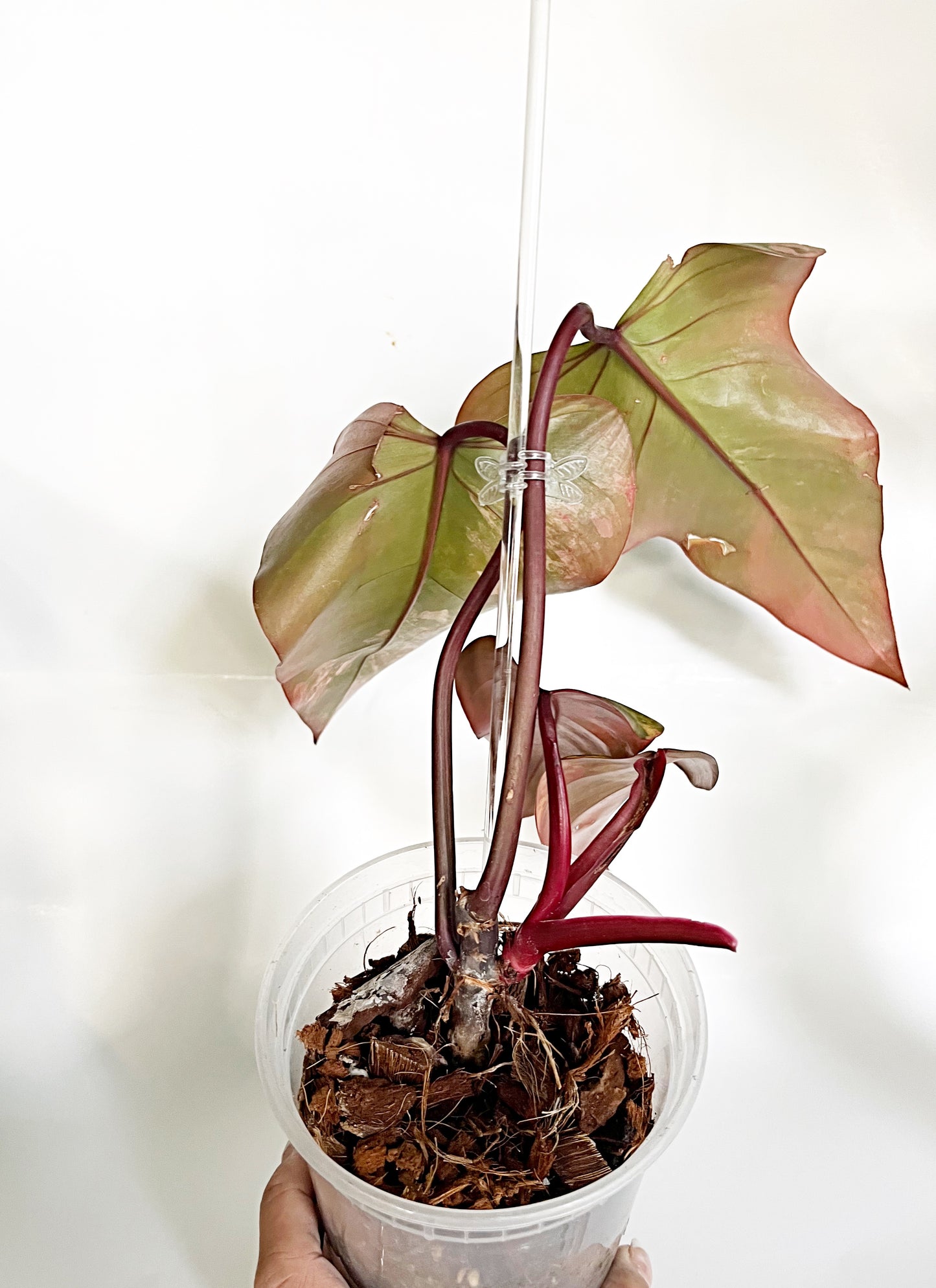 Strawberry Shake Philodendron | Exact Plant