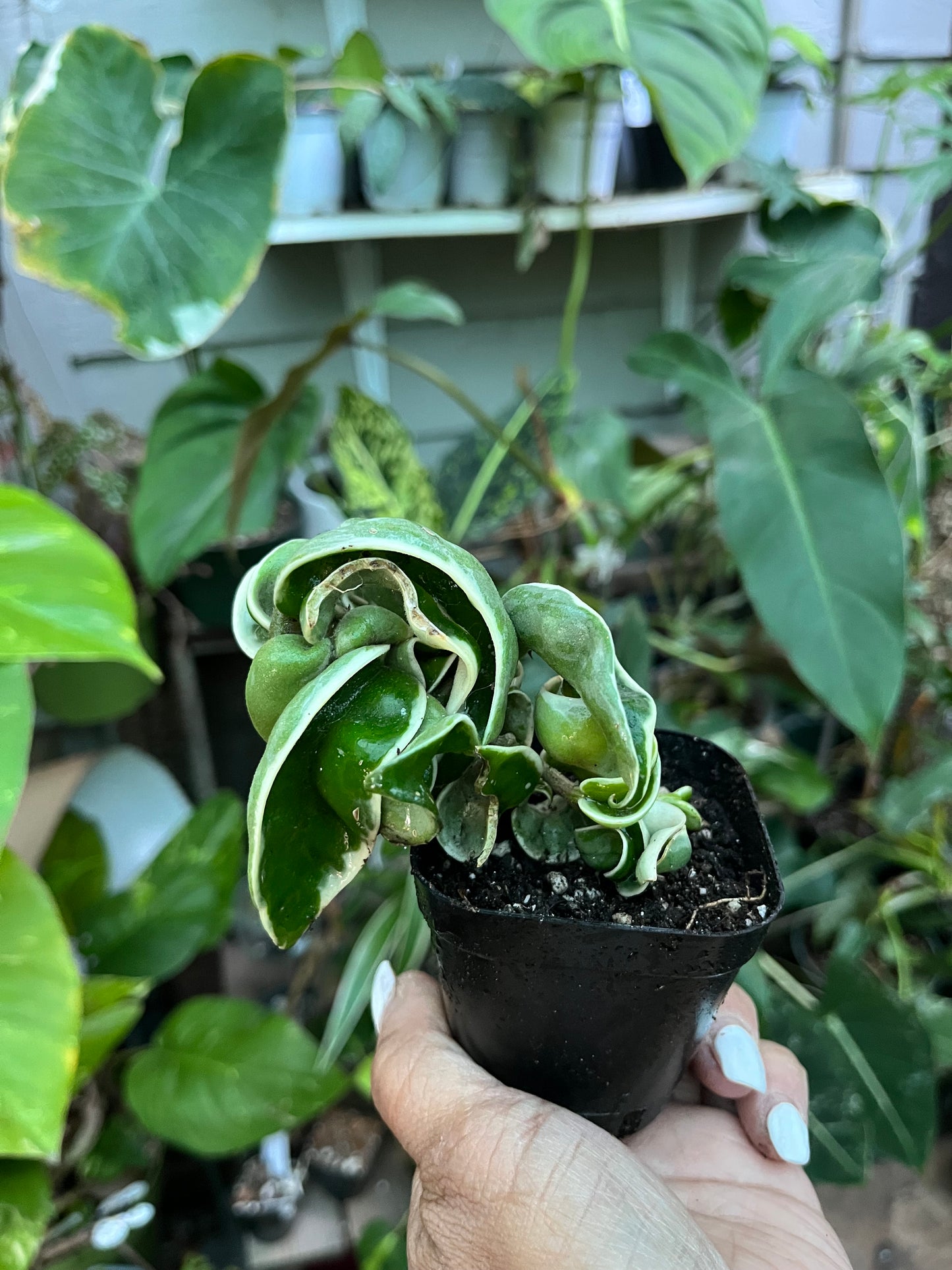 Variegated Hindu Rope Hoya- 4” pot