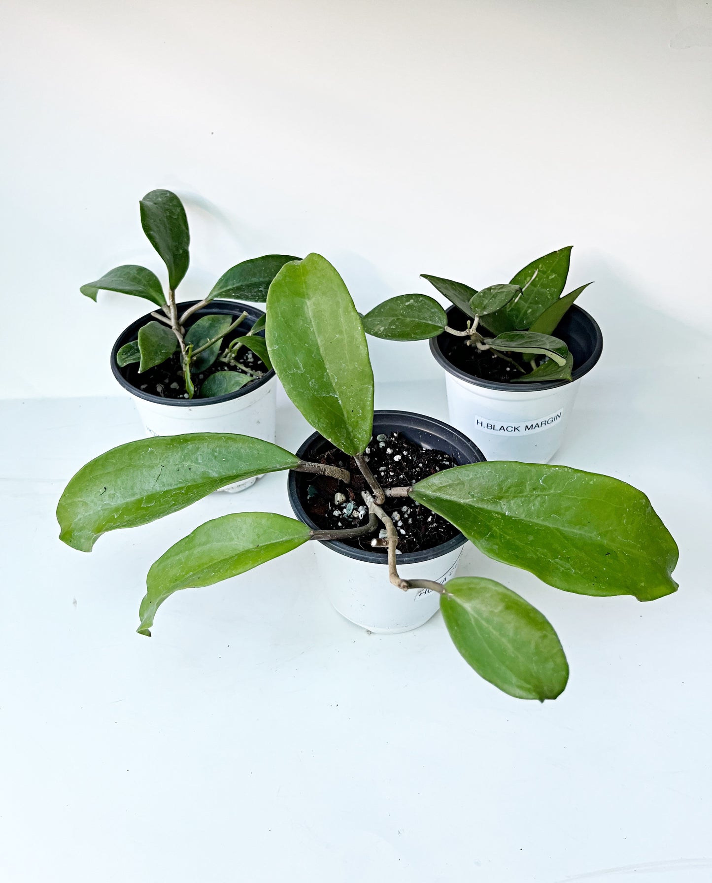 HOYA Bundle - Hoya Limoniaca, Hoya Black Margin, Hoya cv dr Ibok   | Exact Plants