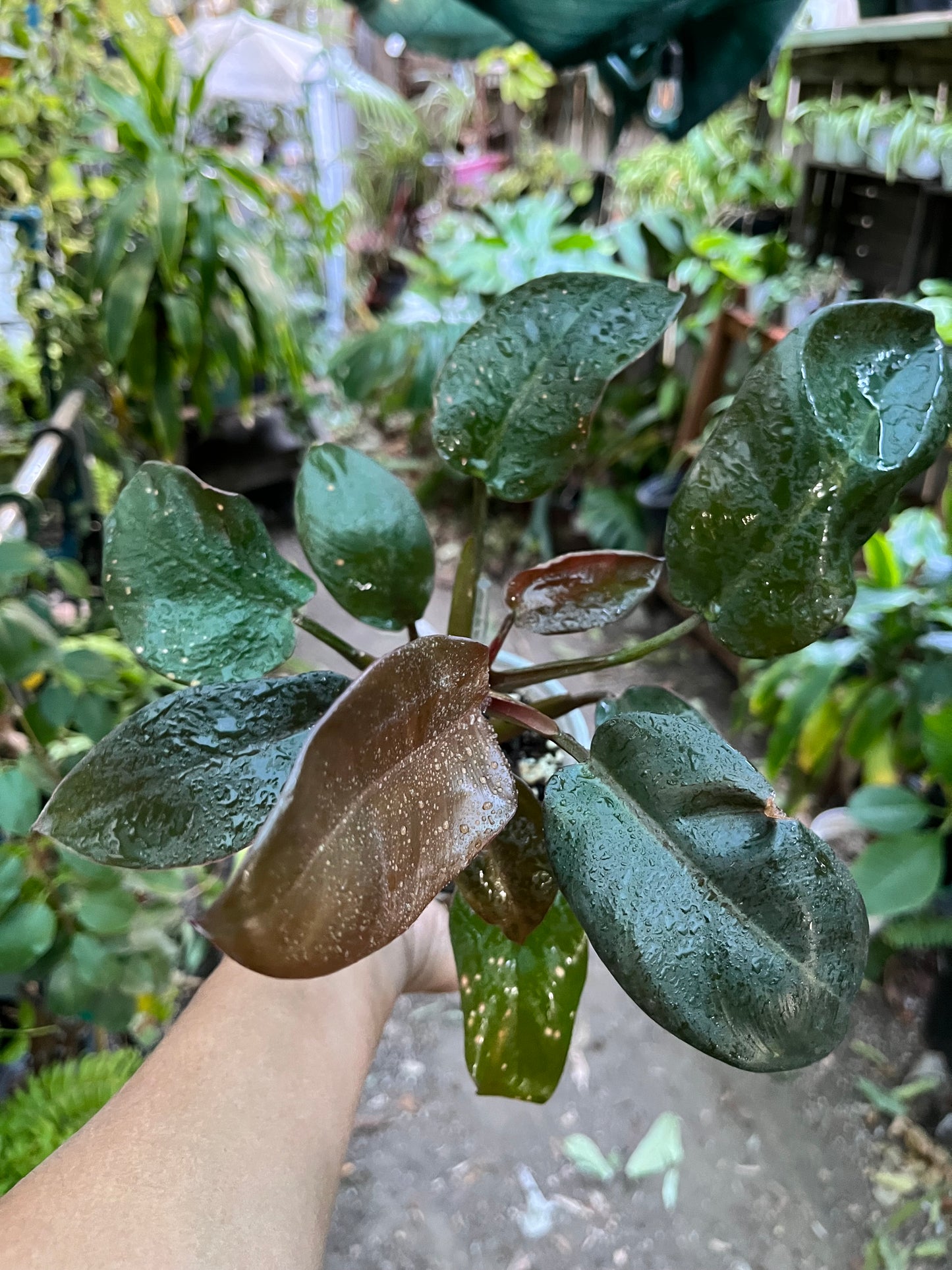 Philodendron Black Cardinal • 4” pot