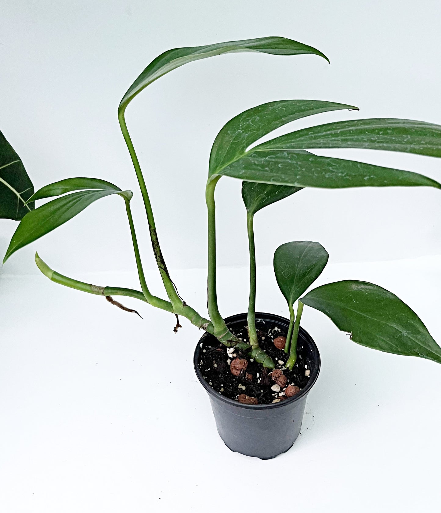 Rhaphidophora Decursiva| 4” pot | Exact Plant