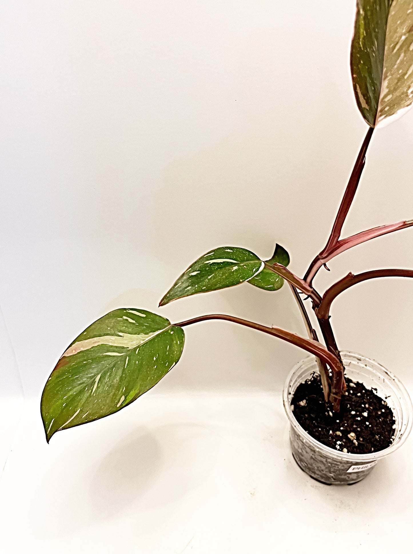 Philodendron Red Anderson  | 4” Pot| Exact Plant