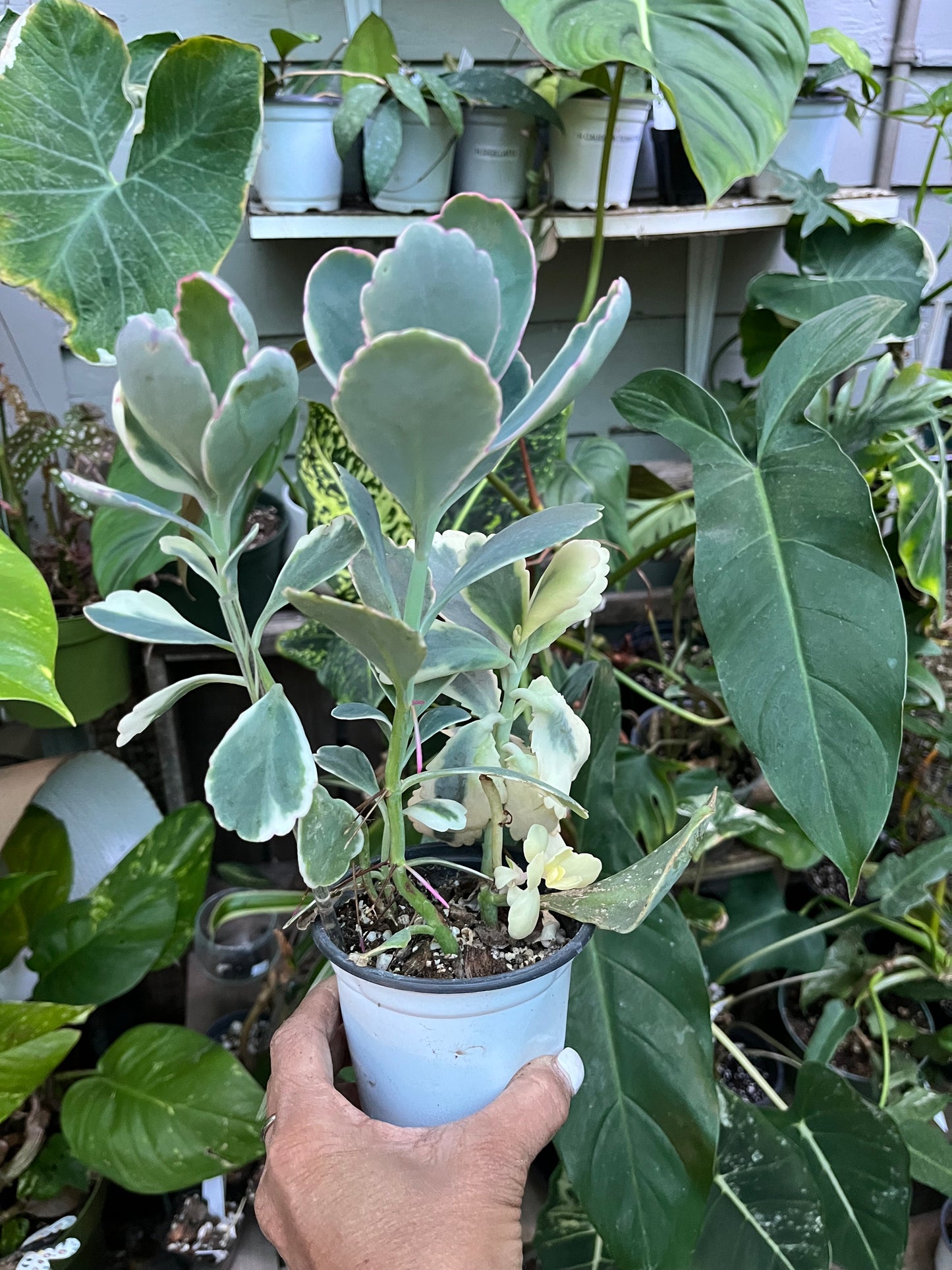 Kalanchoe Lavender Scallop Succulent • Variegated • 4” pot