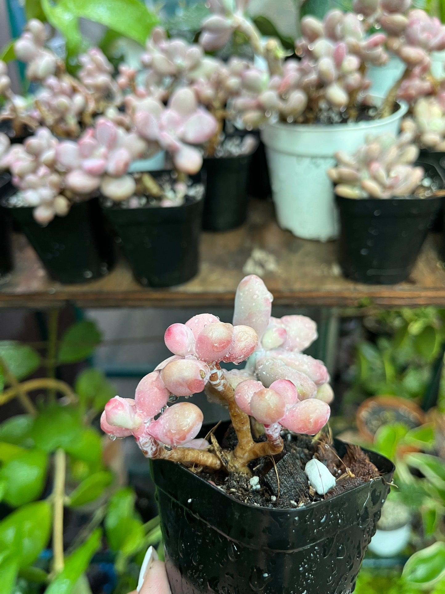 ** Pink Moonstone Succulents