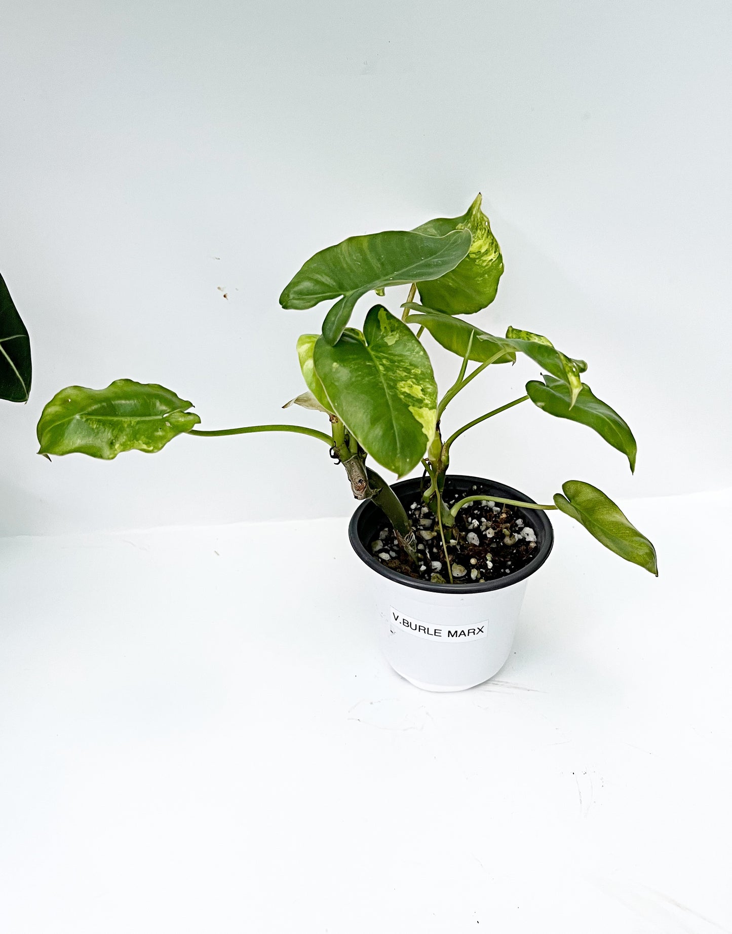 Philodendron Burle Marx Variegated  | 4” Pot| Exact Plant