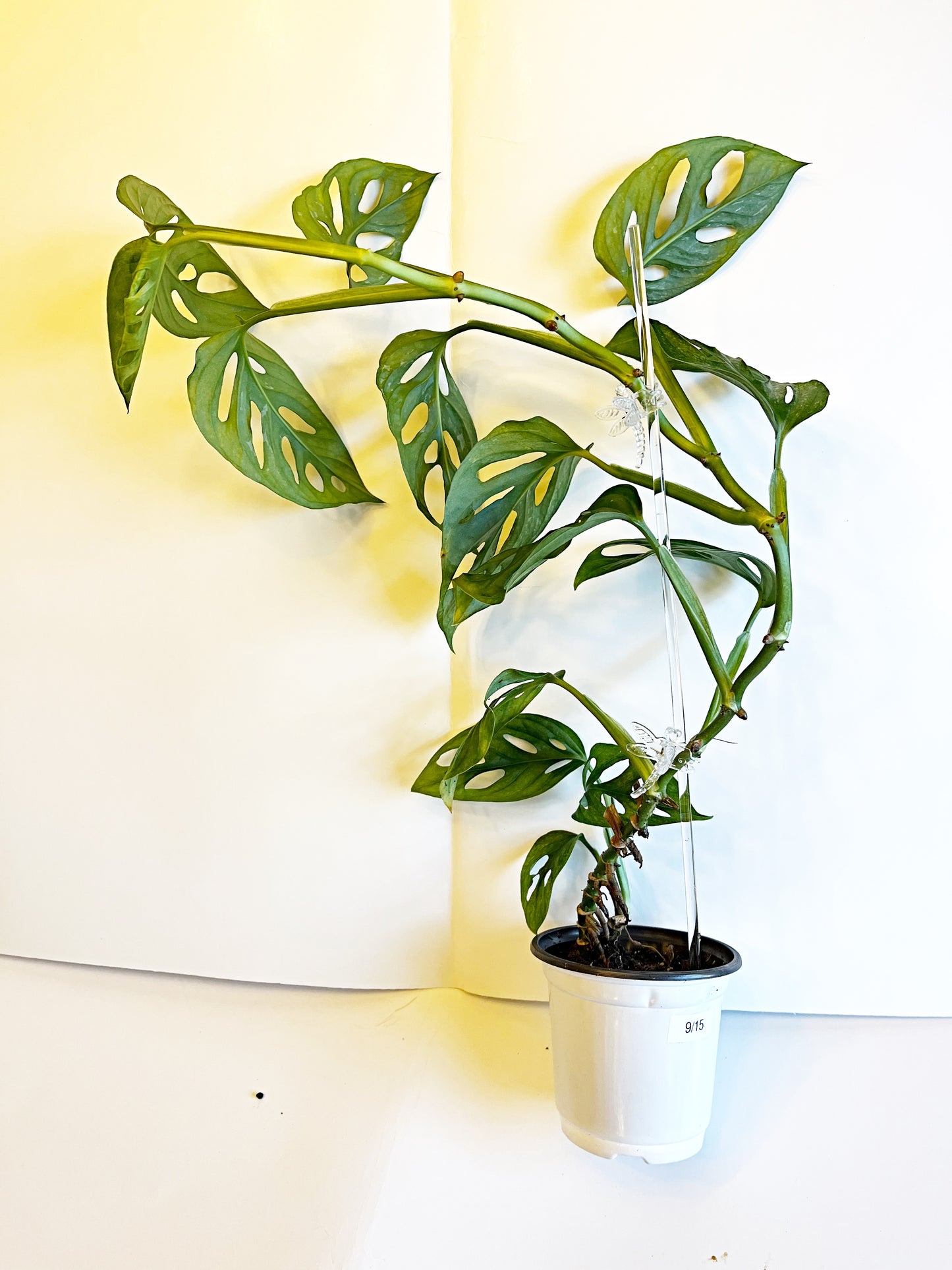 Monstera Adansonii Mint