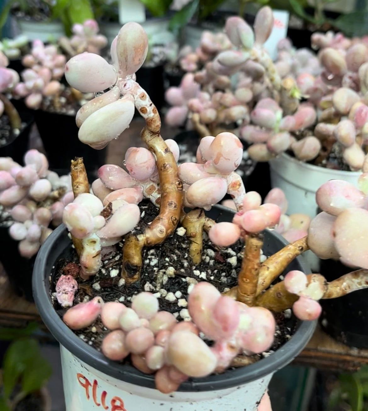 ** Pink Moonstone Succulents - 4” pot