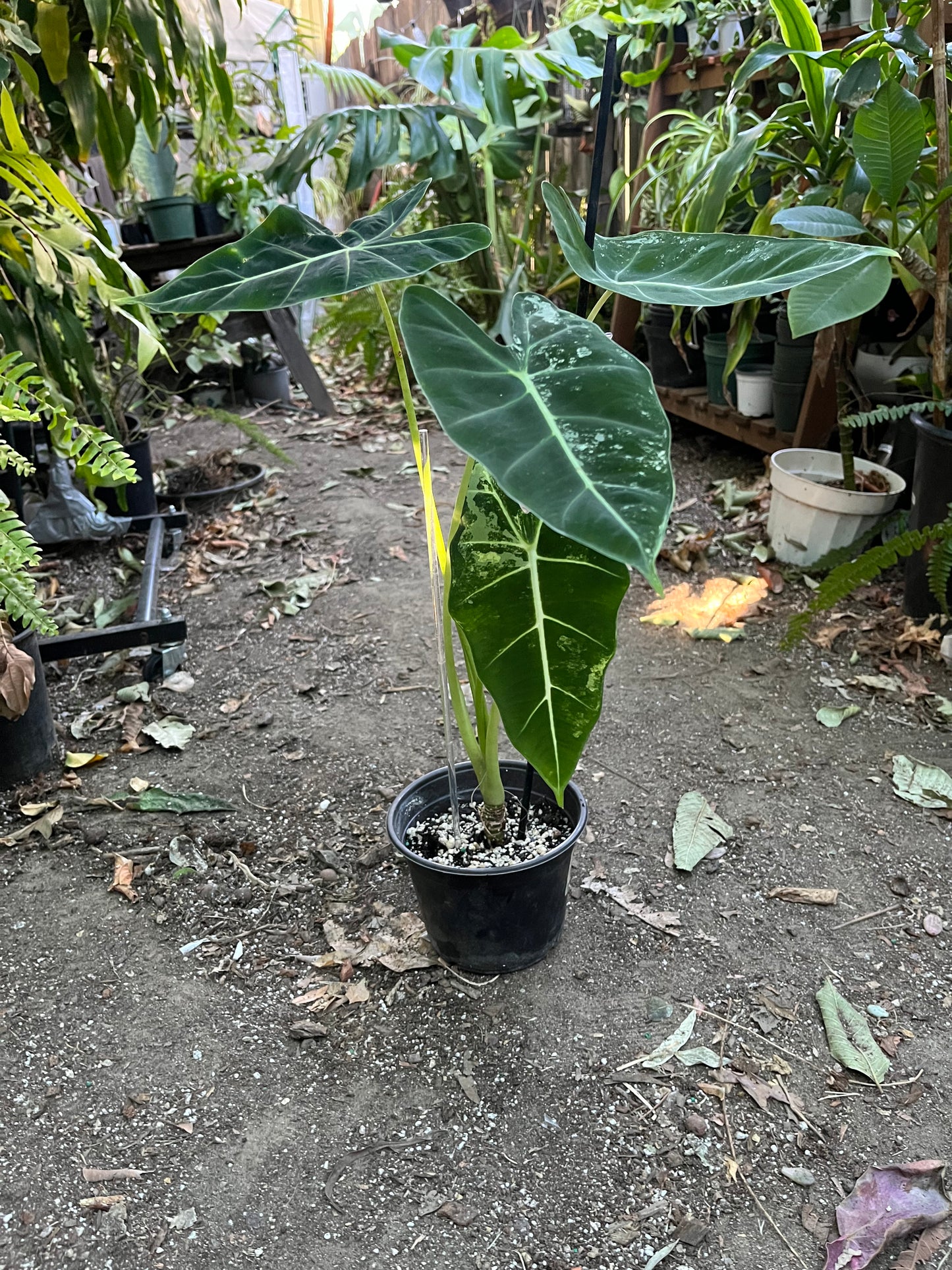 **Alocasia Frydek Variegated | 6” pot | Exact Plant