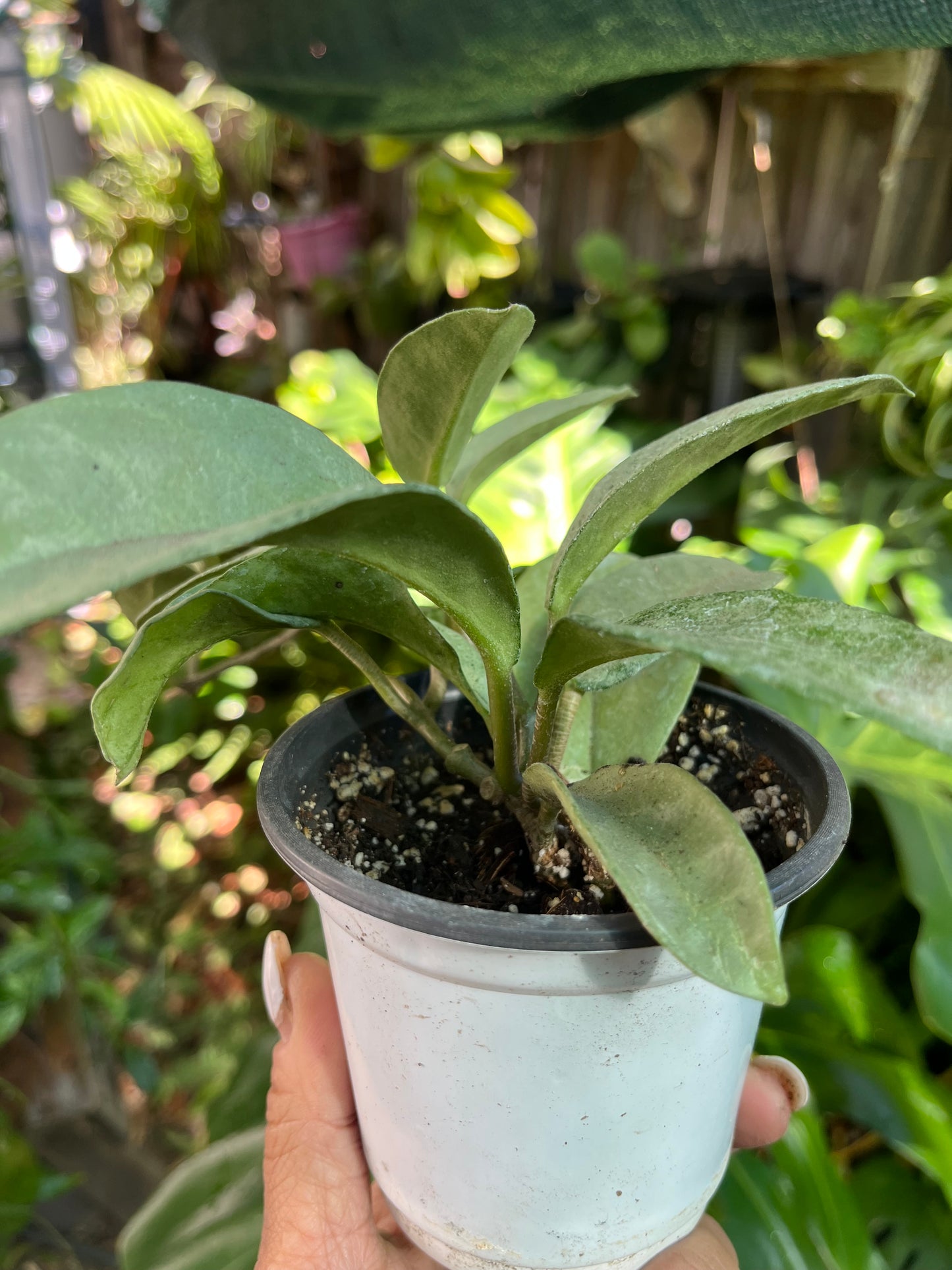 Hoya Nova Ghost | Well Rooted