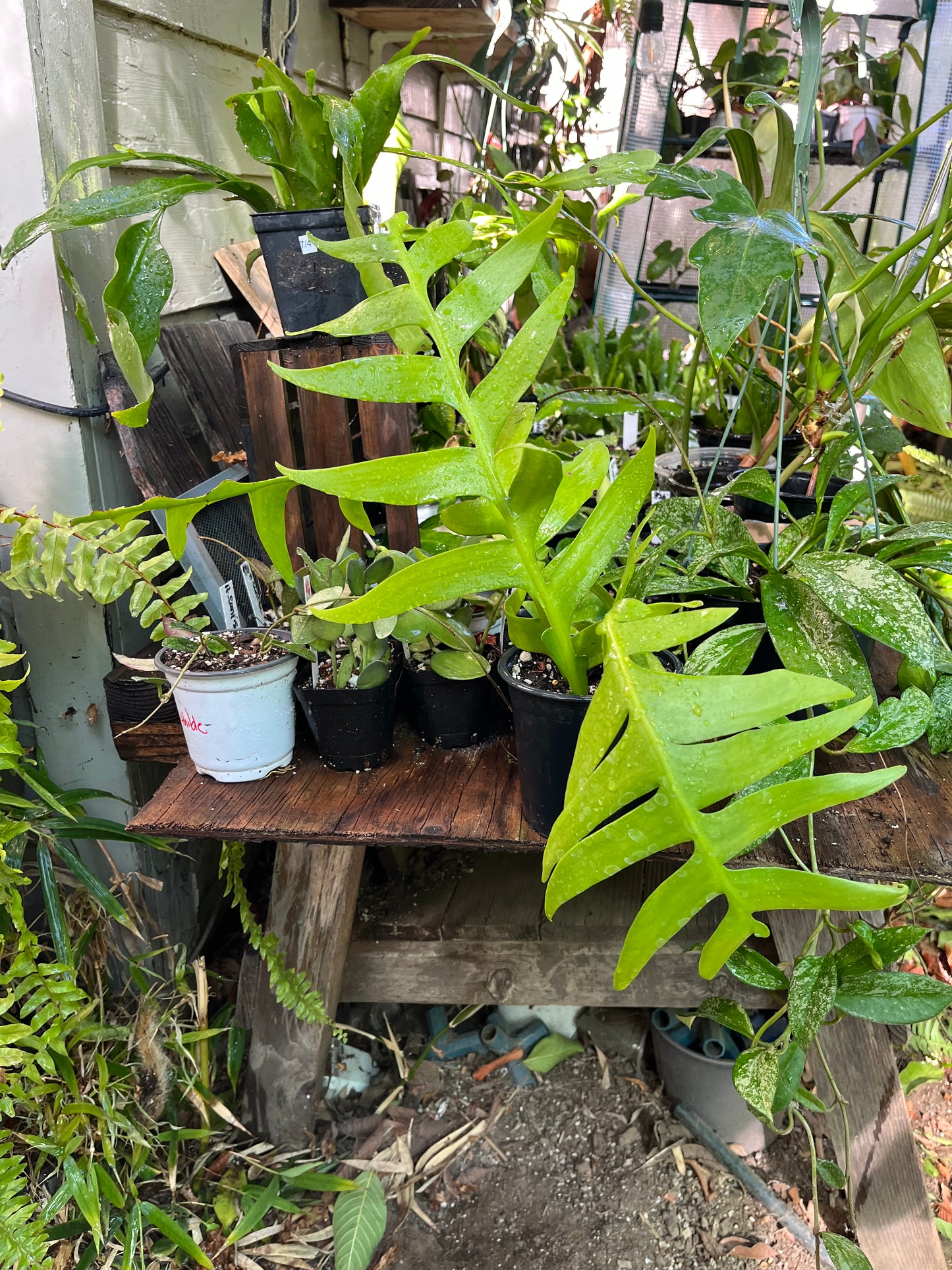 Fern Leaf Cactus - 4” pot