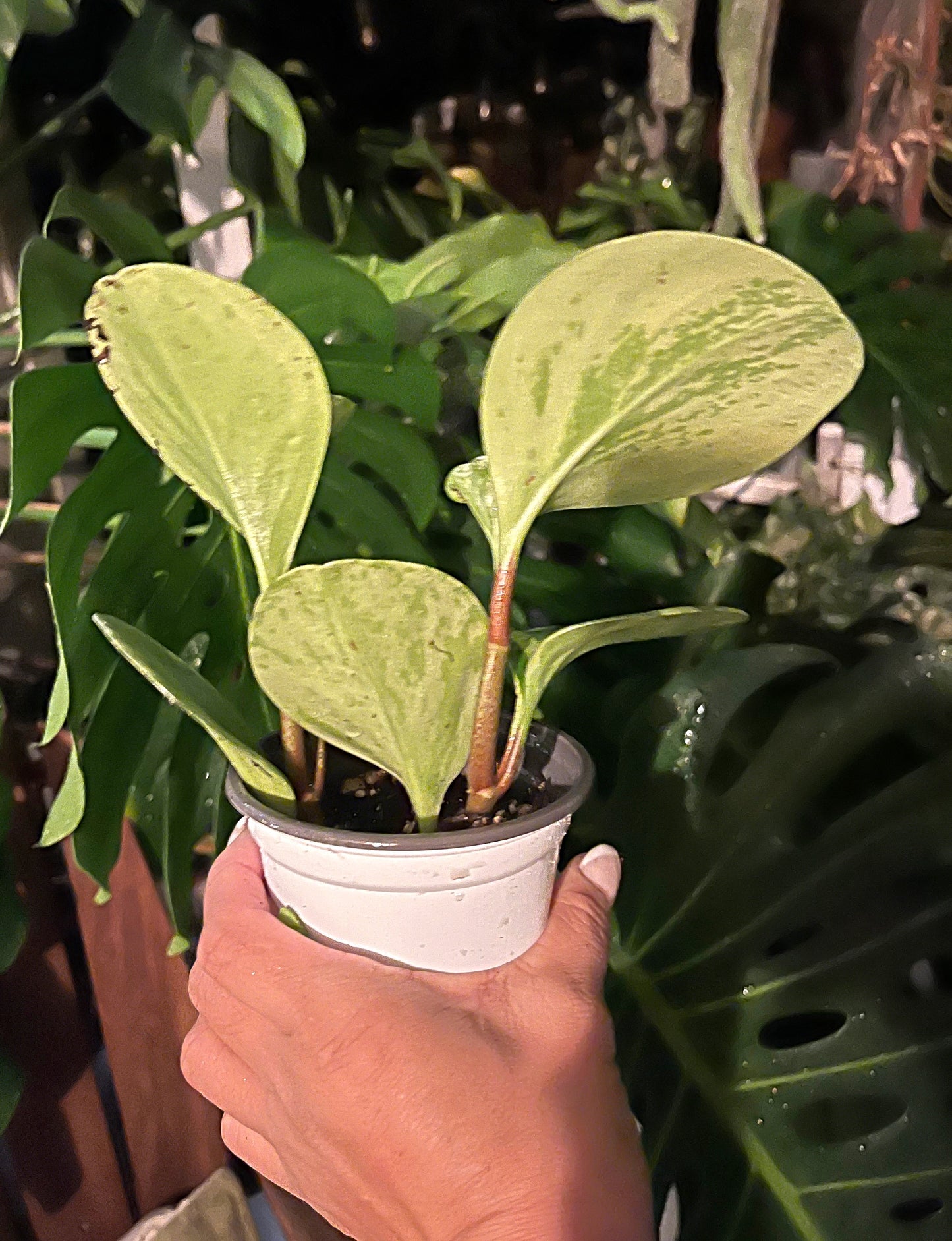 Peperomia Marble - 4” pot