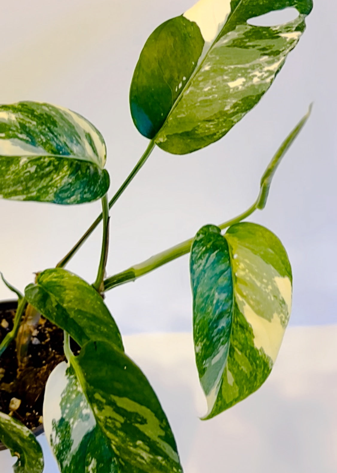 Epipremnum Pinnatum Albo| Exact Plant