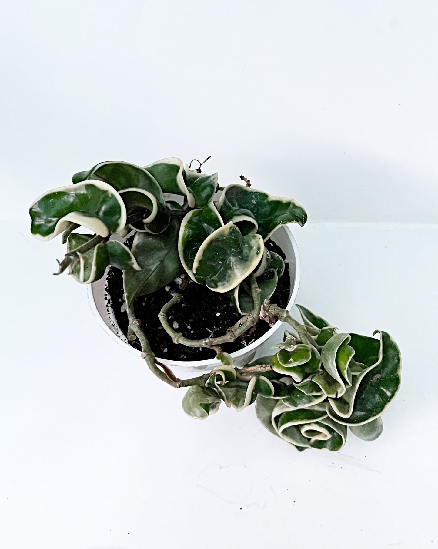 Variegated Hindu Rope Hoya