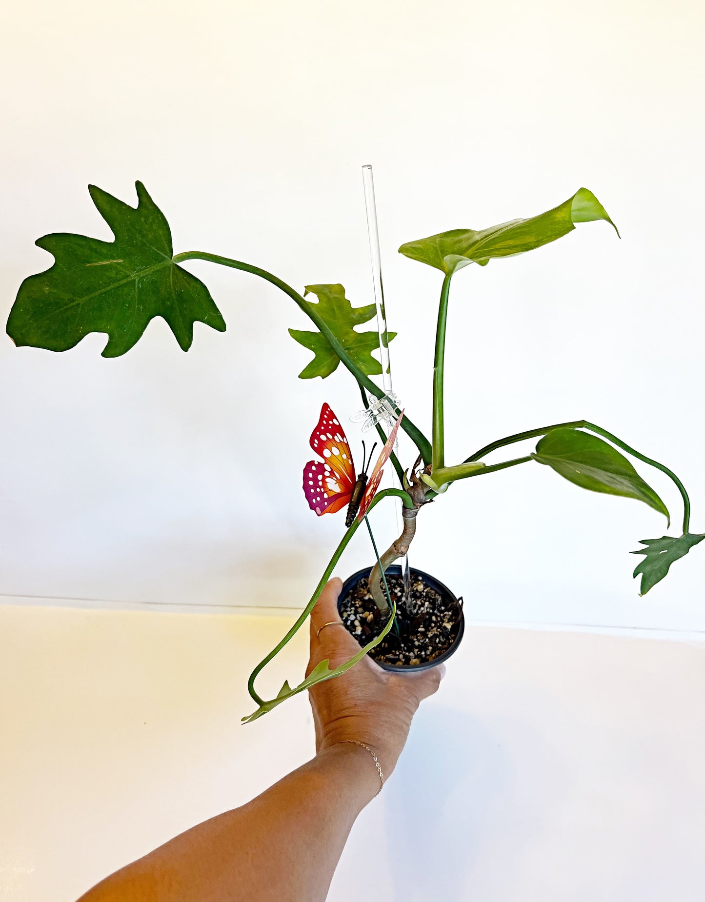 Philodendron Radiatum | Exact Plant