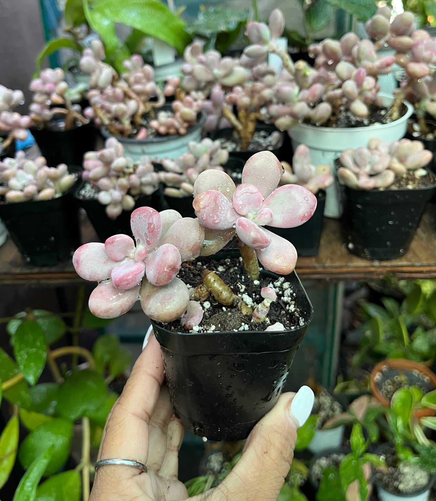 ** Pink Moonstone Succulents