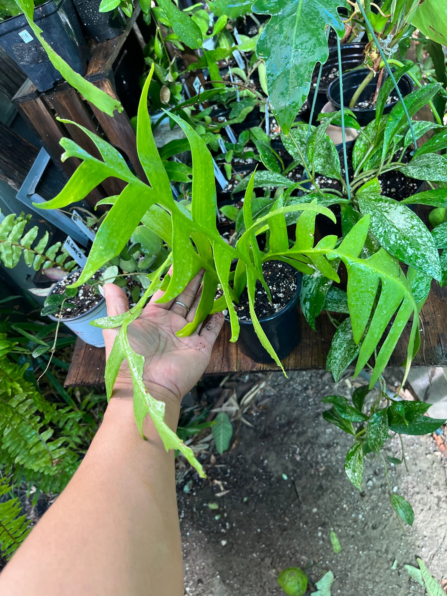 Fern Leaf Cactus - 4” pot