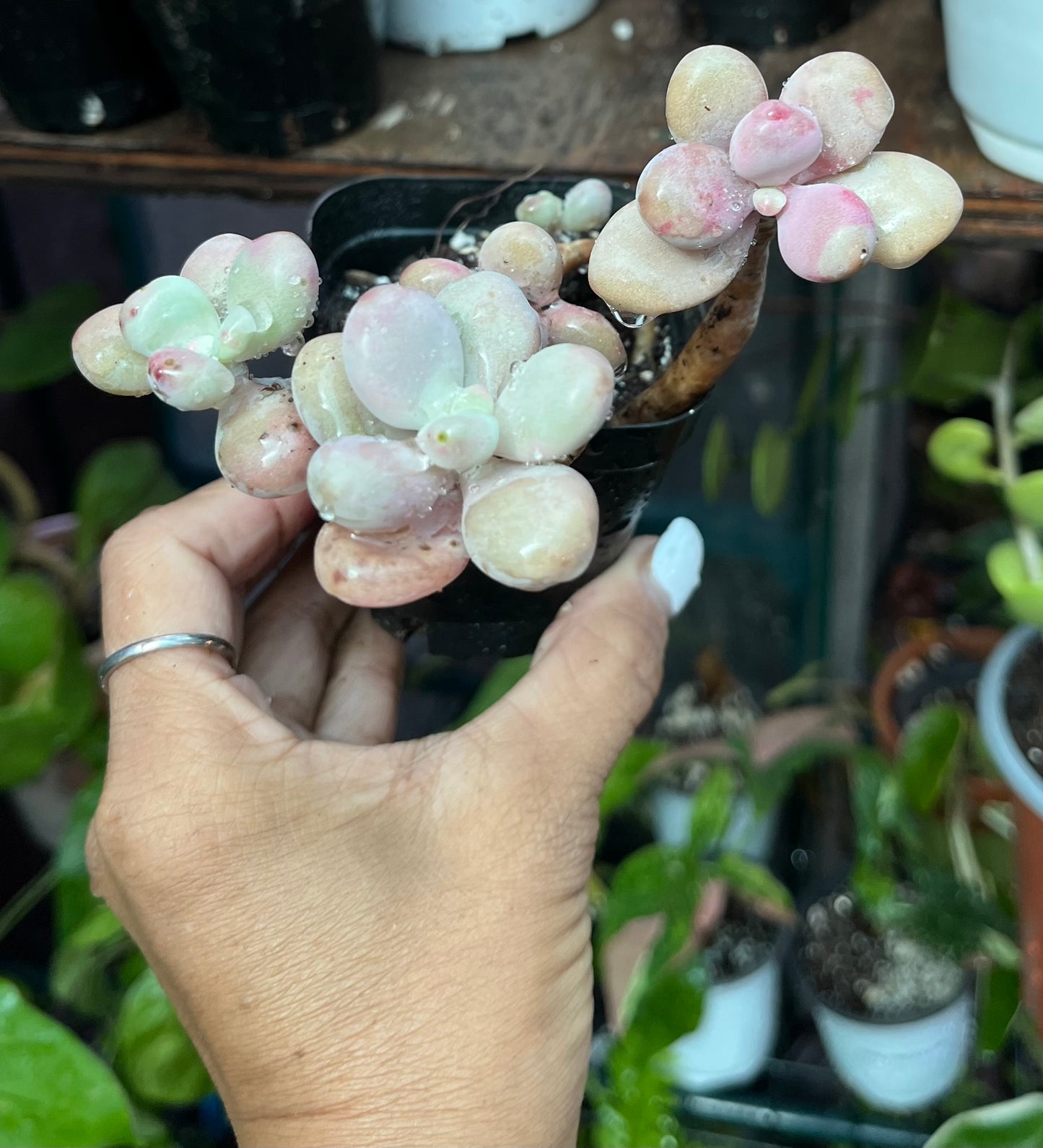 ** Pink Moonstone Succulents